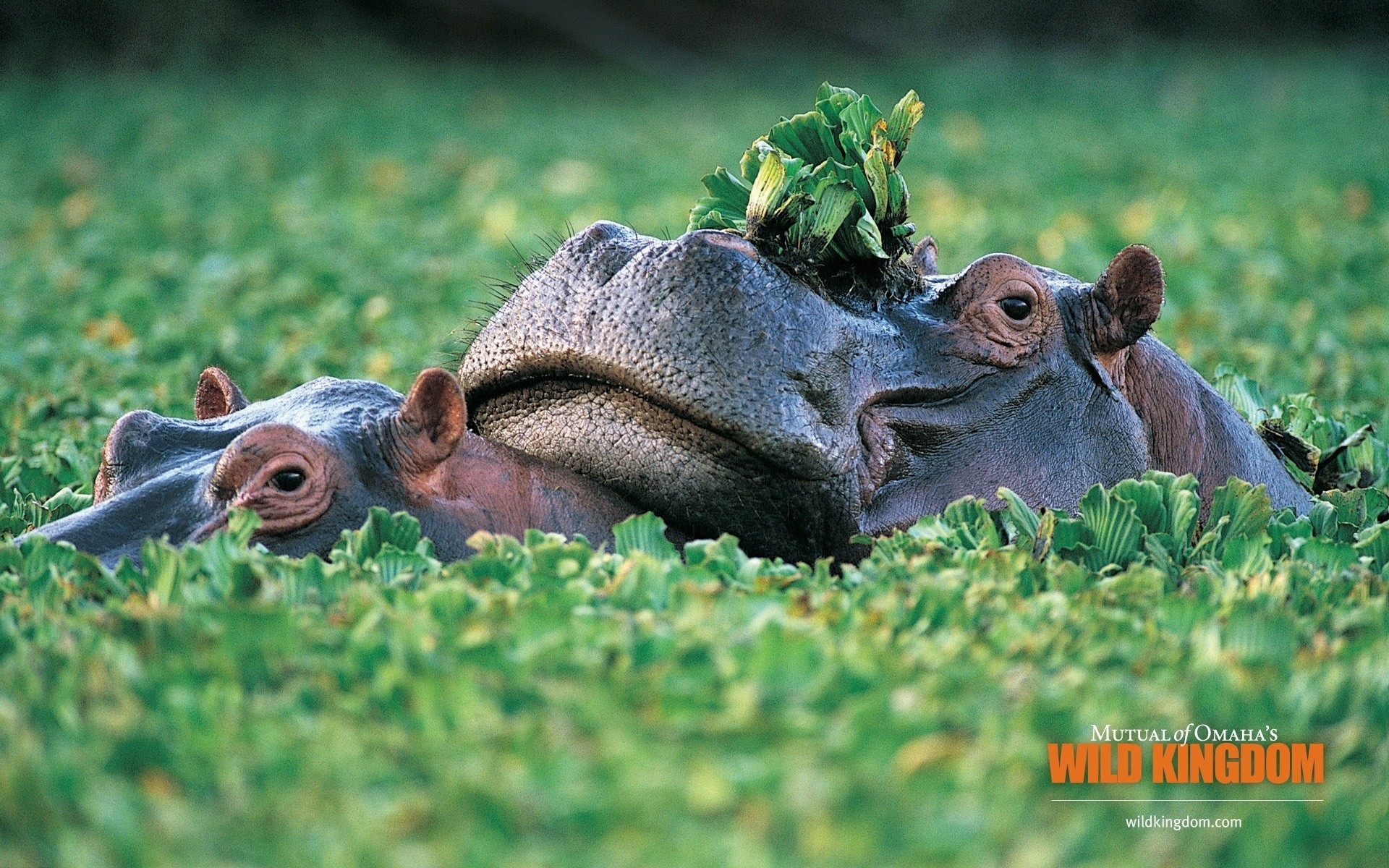 animals nature animal grass mammal wildlife field park outdoors cute farm hippopotamus