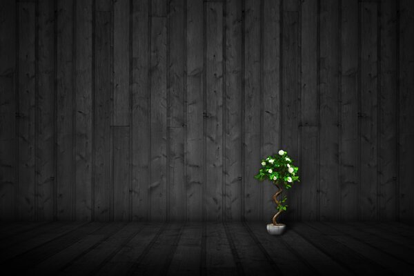 A lovely Bonsai tree. Sprout of life
