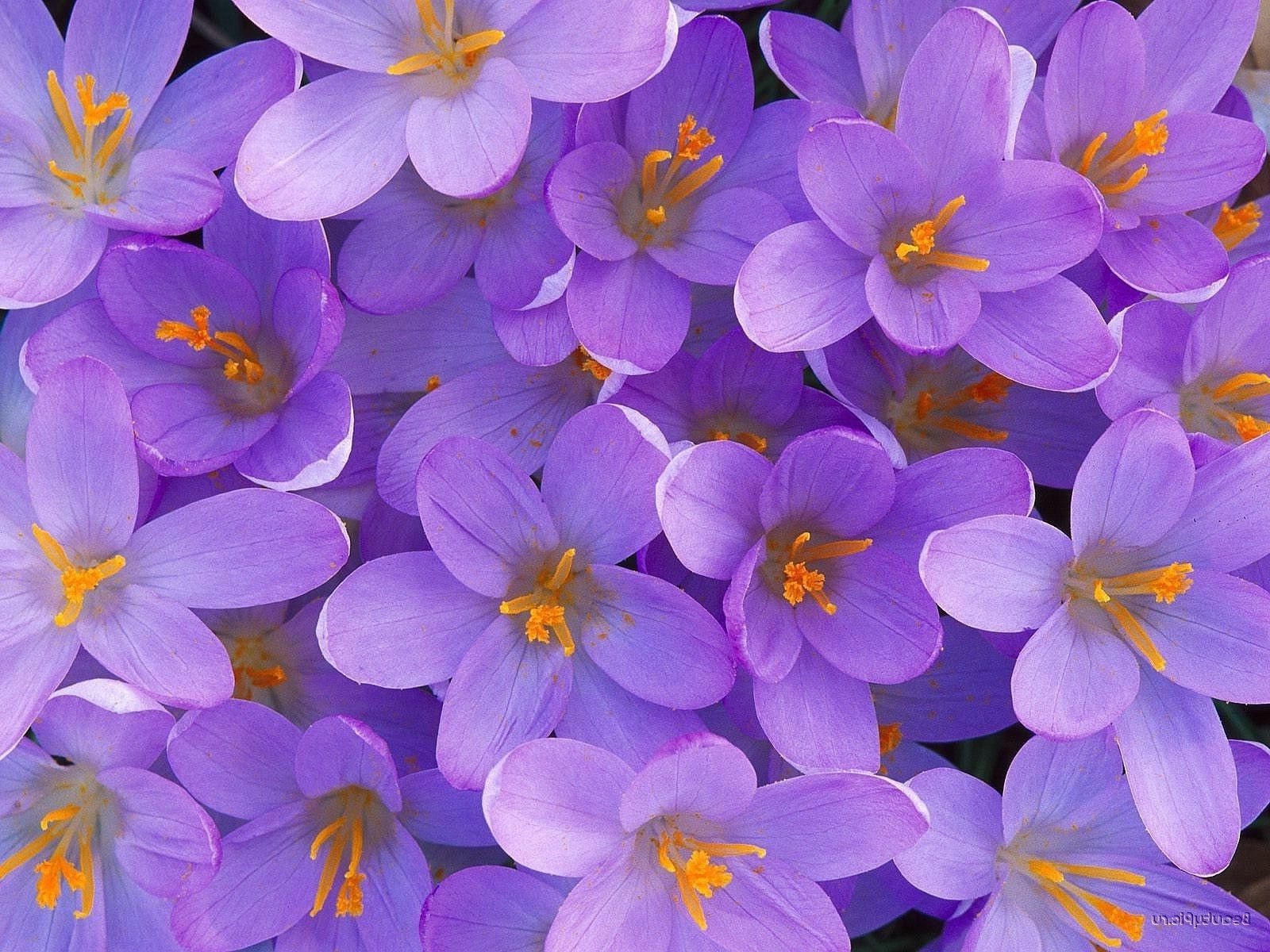flowers flower nature bright floral flora leaf blooming petal growth summer garden color