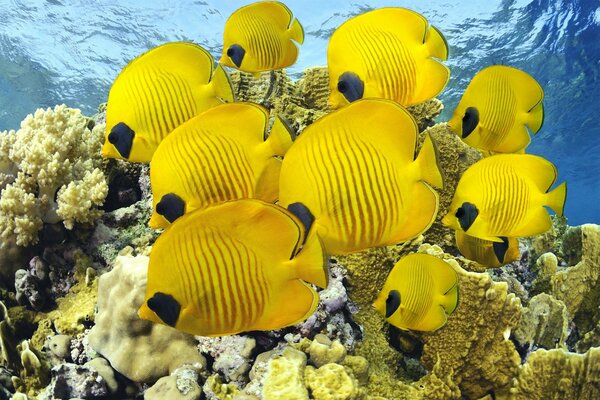 There are a lot of yellow fish in the ocean
