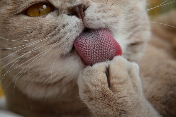 Cute cat wraps his paw