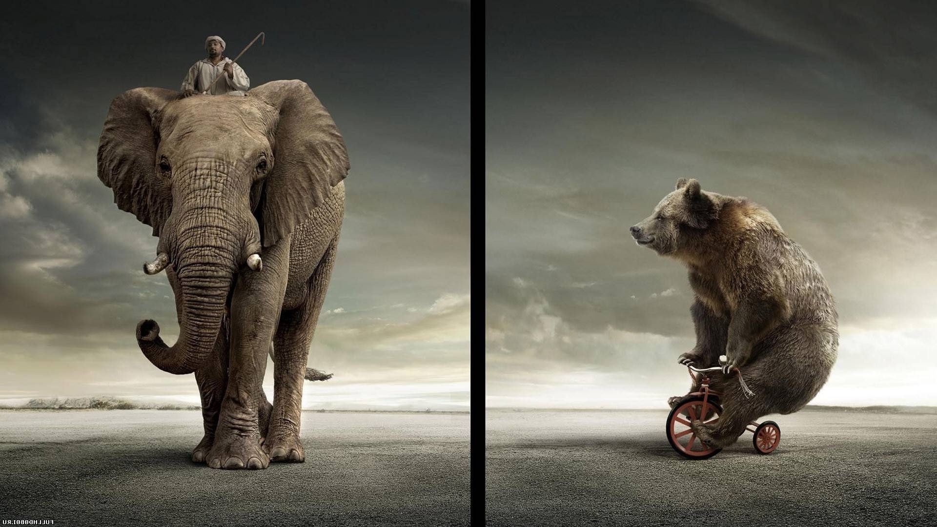 mammal animal elephant one wildlife two portrait