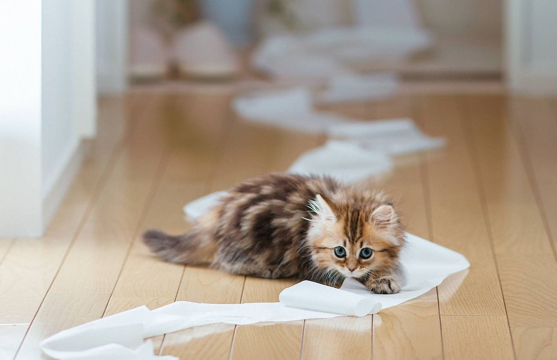 cats indoors cute sit cat relaxation family
