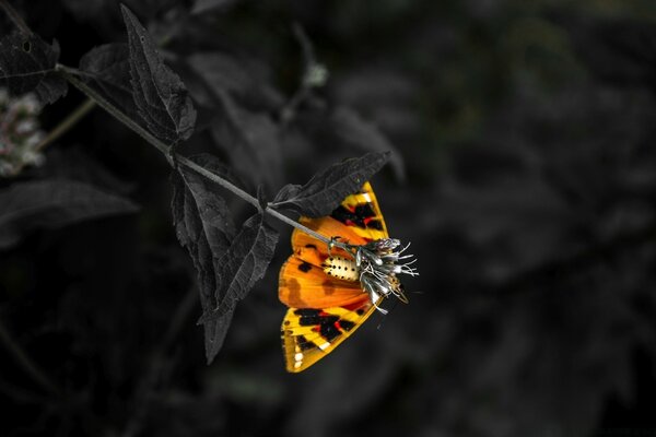 Bright on black. The living and the dead
