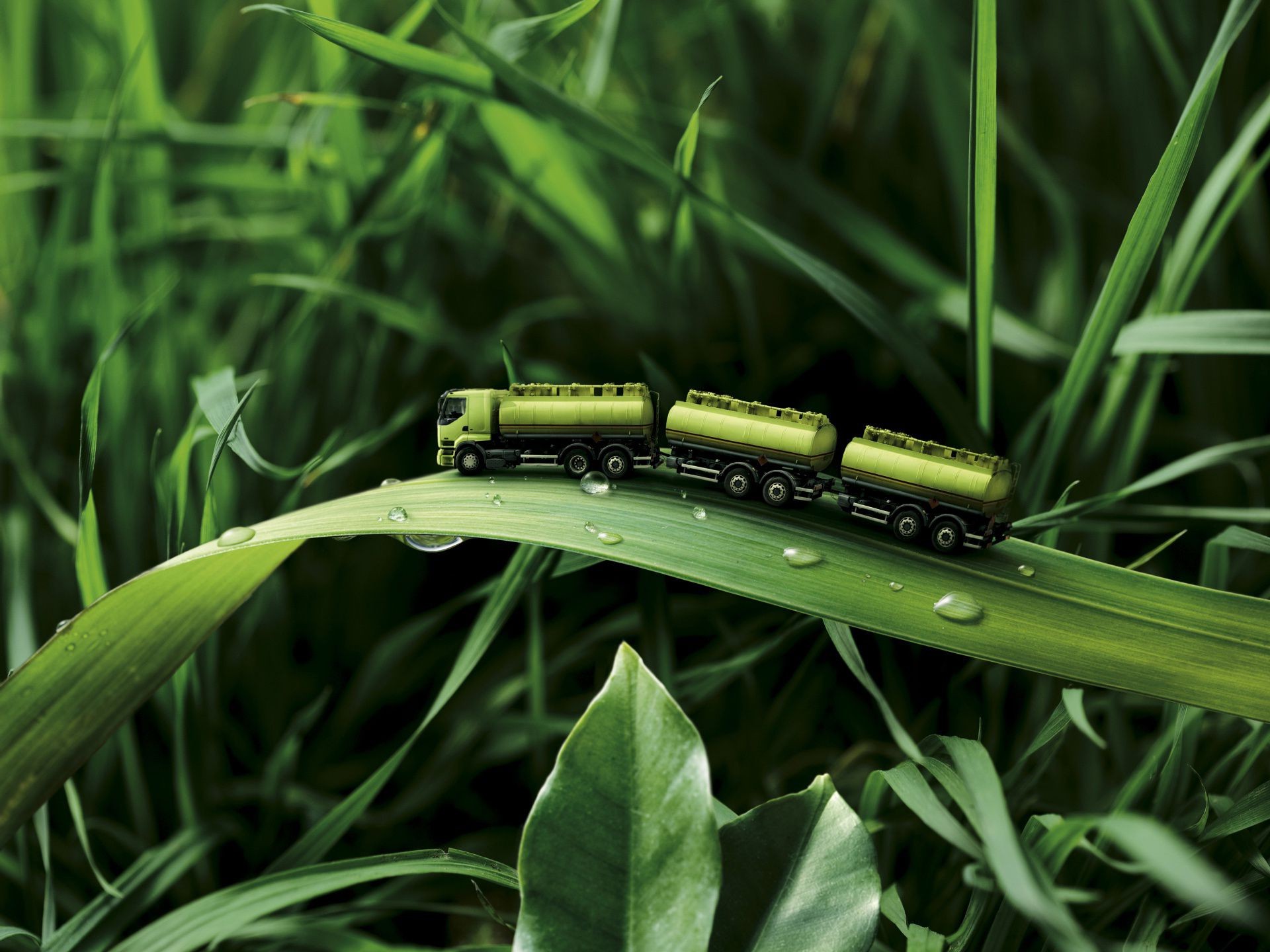 grass leaf flora nature growth garden environment summer blade lawn outdoors freshness dew lush close-up desktop field