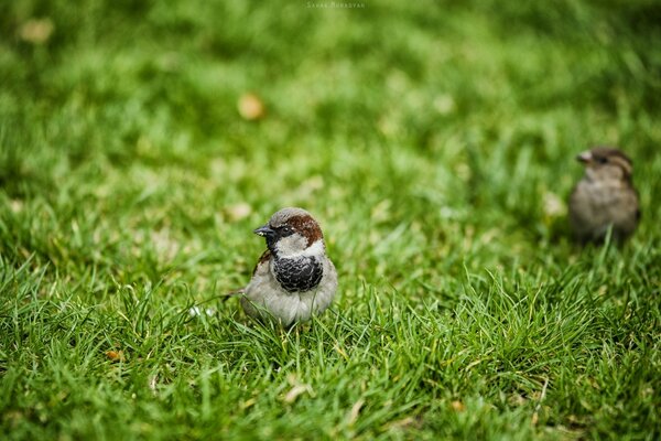 A pair of sparrows walking on the grass