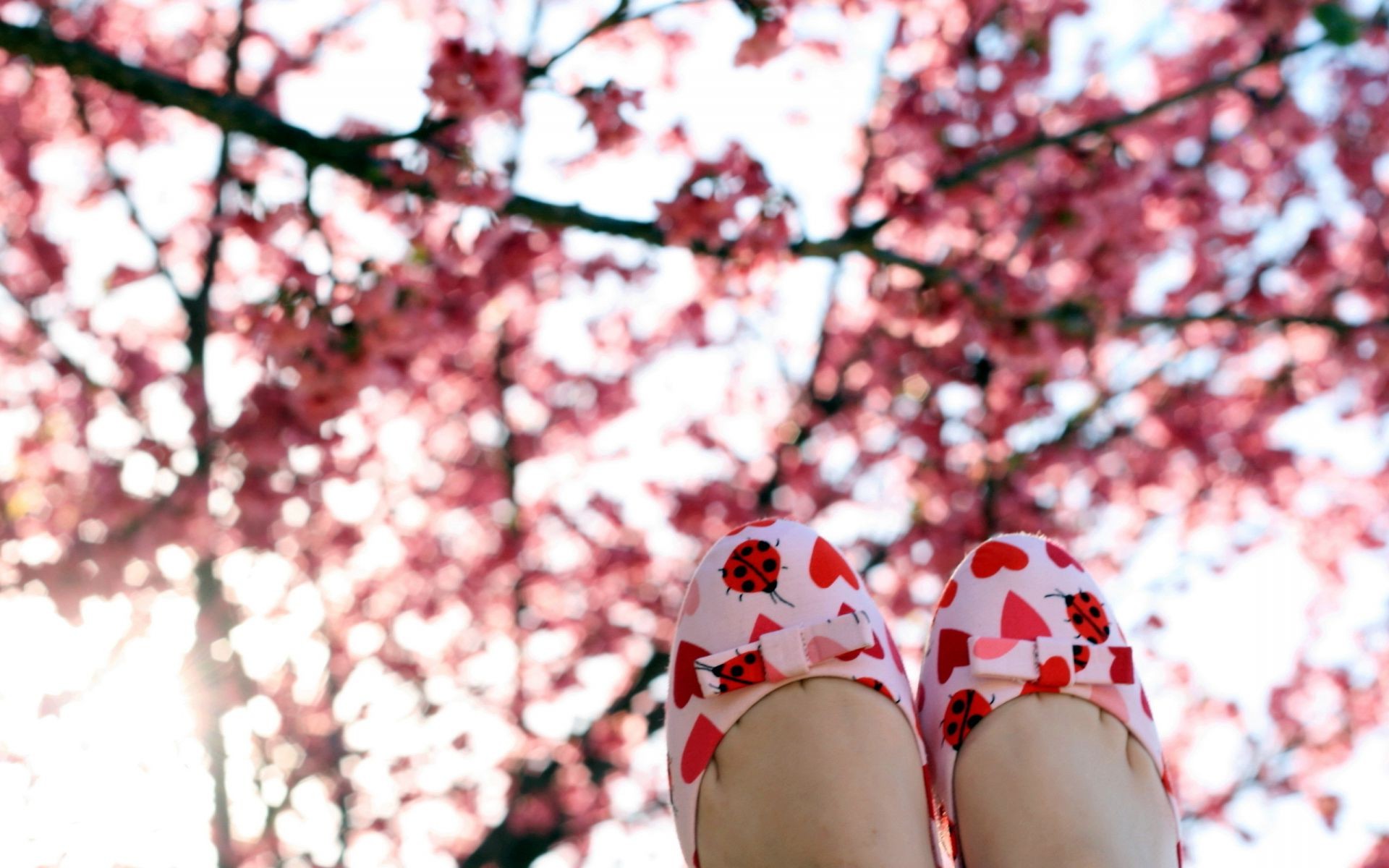 cherry tree flower outdoors winter season nature landscape branch park