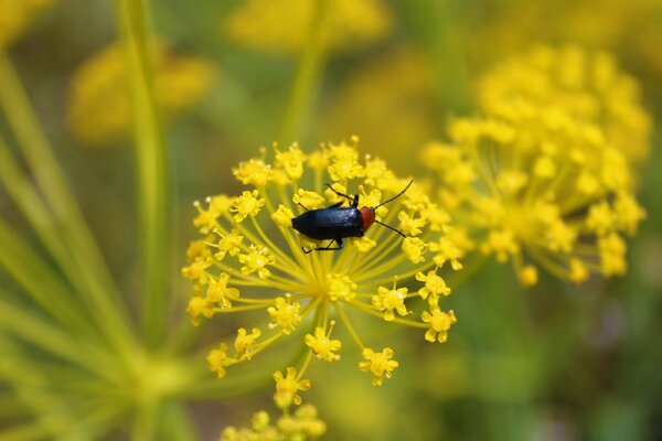 A beetle crawls on a flower