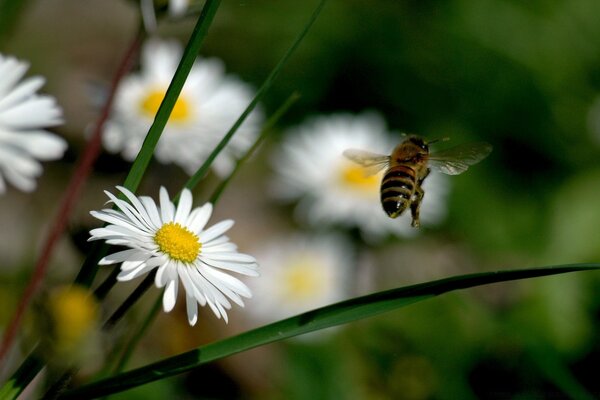 The rise of a bumblebee over a white daisy