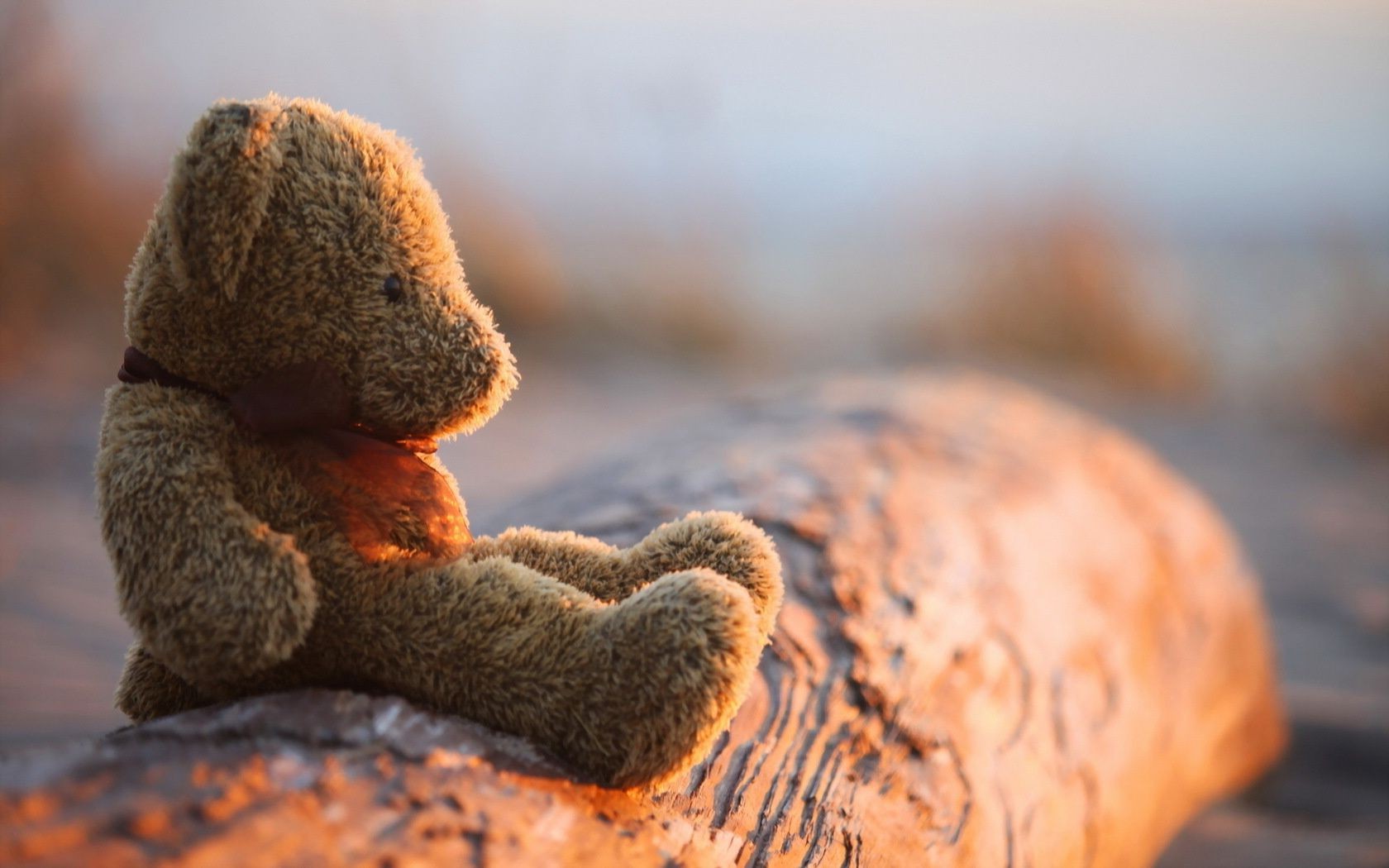 nature outdoors food