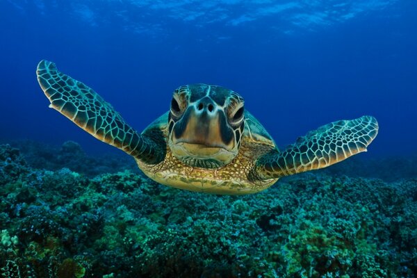 A large turtle swims on the ocean