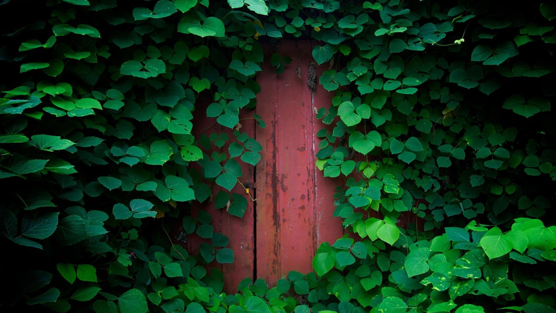 leaf ivy desktop abstract texture garden wall clover nature growth flora wood luck pattern