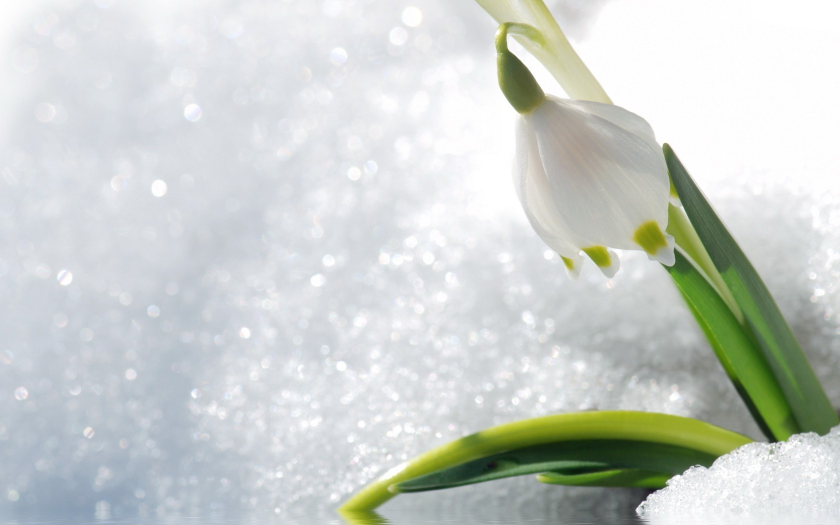 winter nature flower flora leaf snow purity season drop bright easter growth