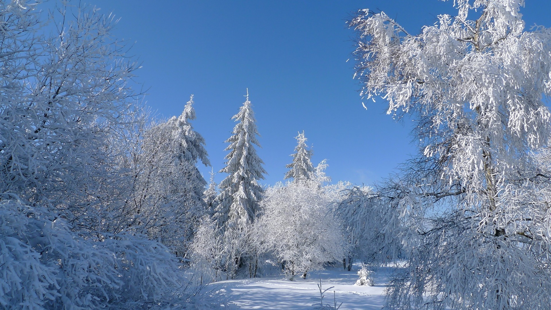 winter snow cold frost wood frozen ice tree frosty season snowy weather scenic landscape icy mountain chill