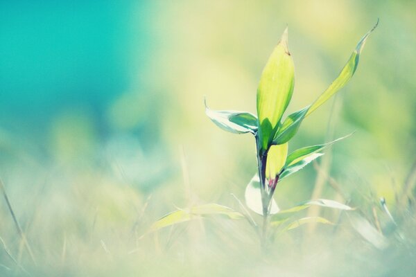 A green miracle in bright sunlight