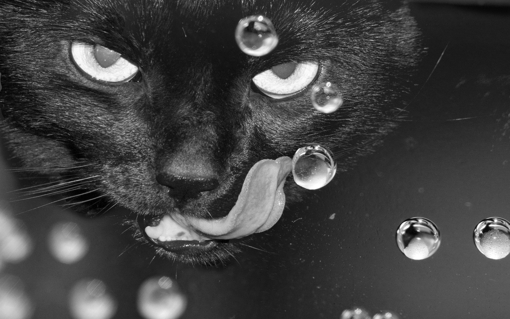 portrait cat monochrome eye one animal cute nature mammal kitten face little hair pet