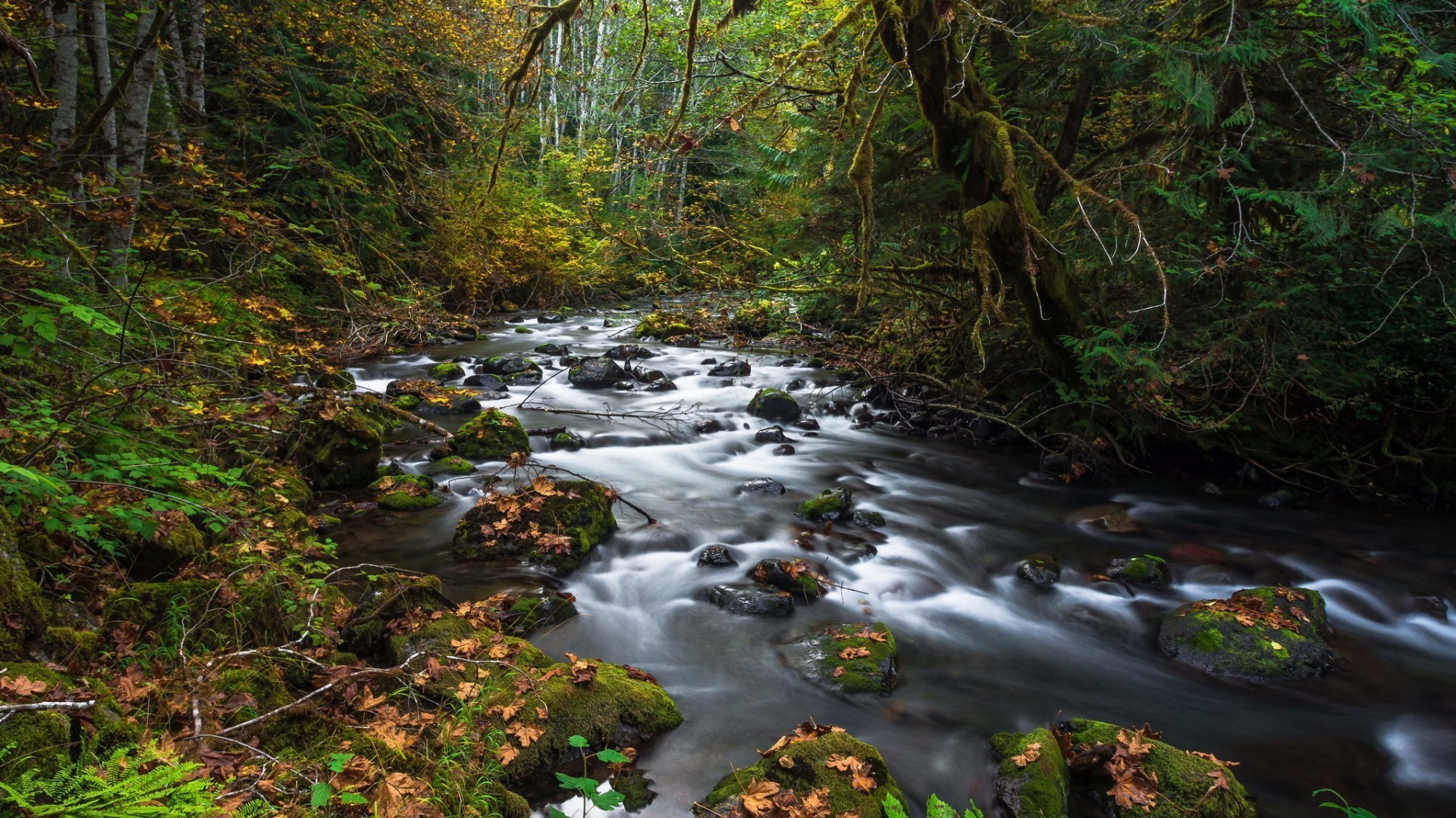 fall water wood river stream leaf nature landscape waterfall creek tree moss outdoors rock travel park flow mountain rapids