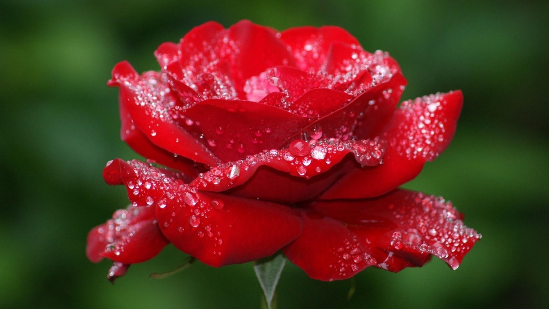 nature flower dew leaf garden rain flora summer rose wet outdoors drop color
