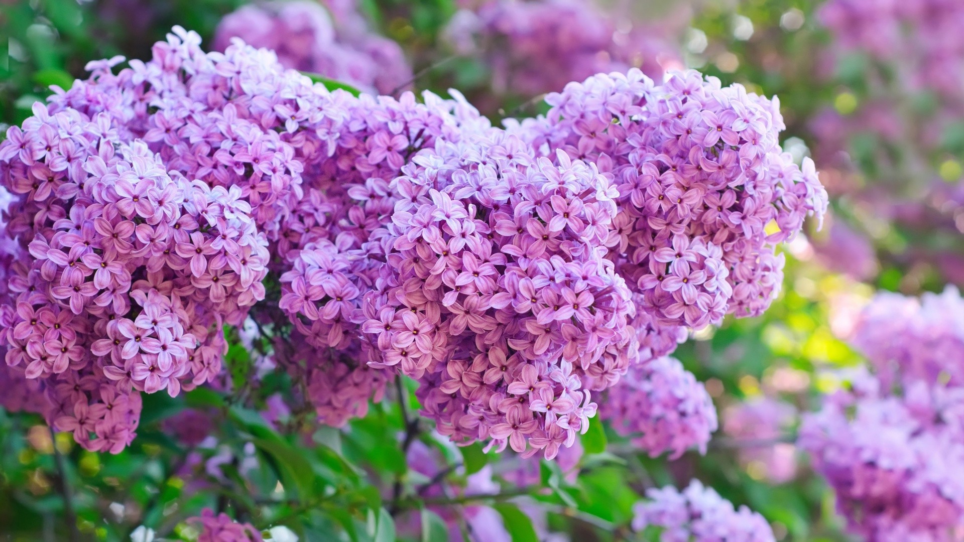 flower flora nature garden shrub blooming summer leaf lavender floral growth color season petal bright branch tree botanical outdoors