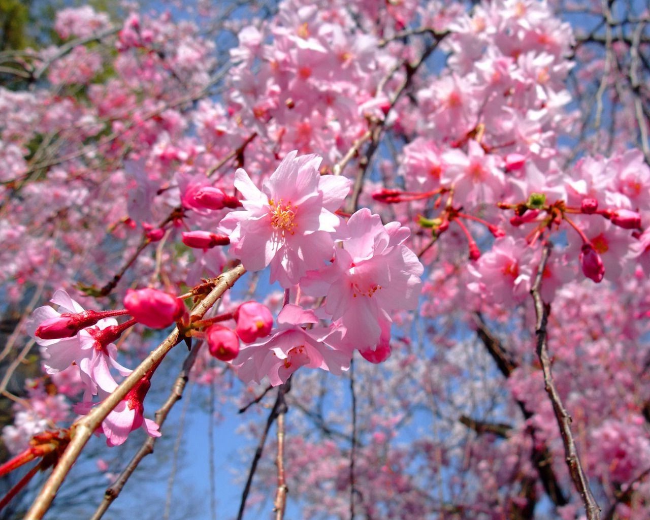 cherry flower branch tree flora nature season blooming garden growth petal leaf springtime bud outdoors park color bright floral