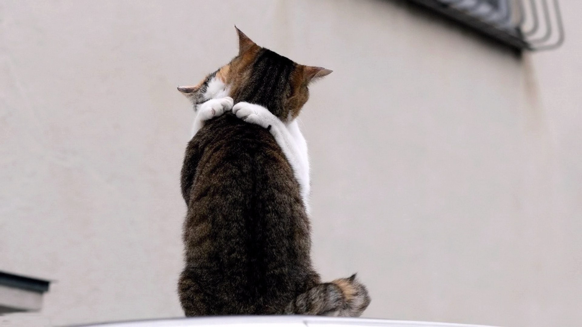 cat mammal cute animal kitten pet one domestic fur