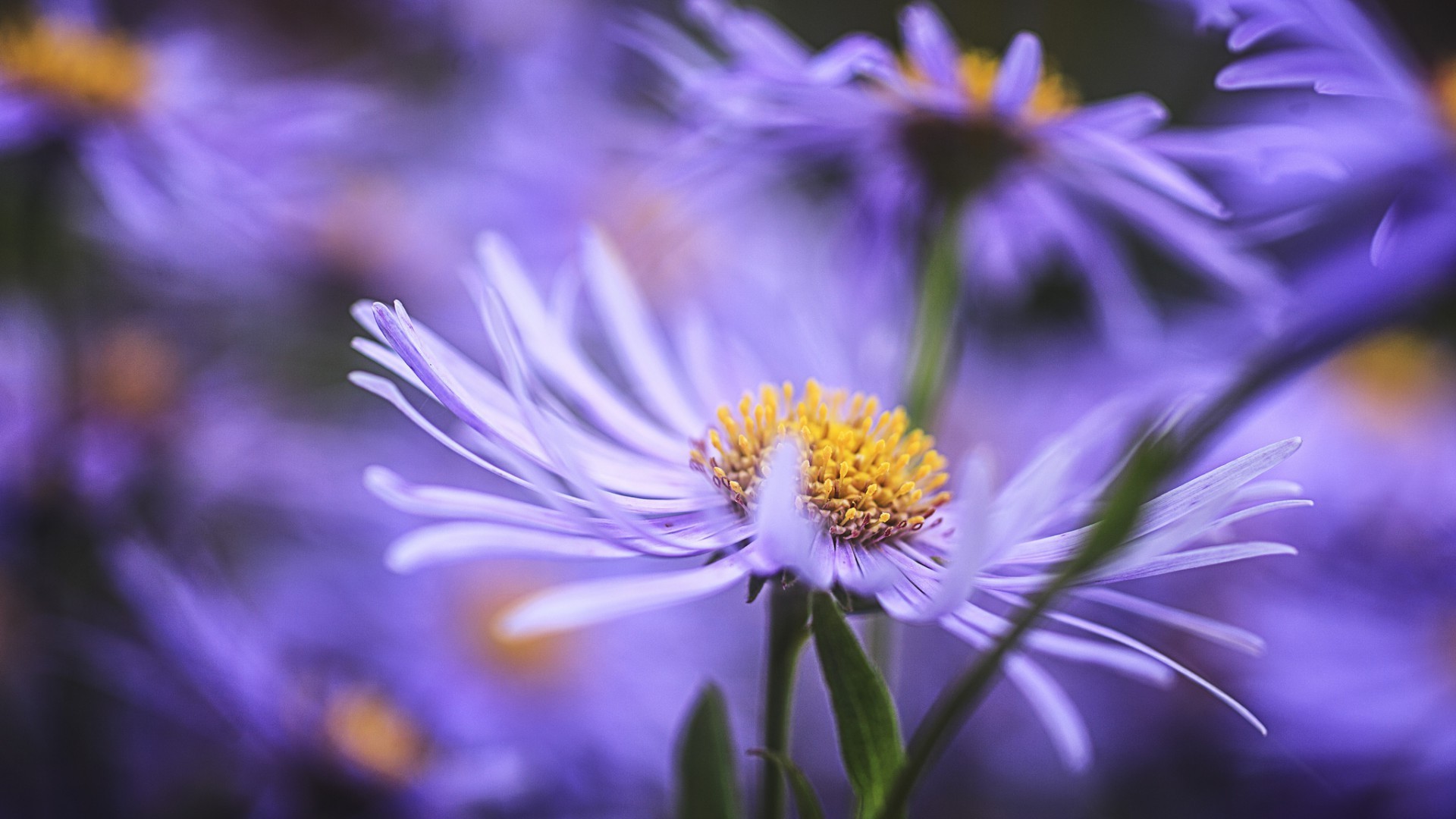 nature flower flora summer garden floral petal bright leaf color blooming close-up beautiful outdoors delicate