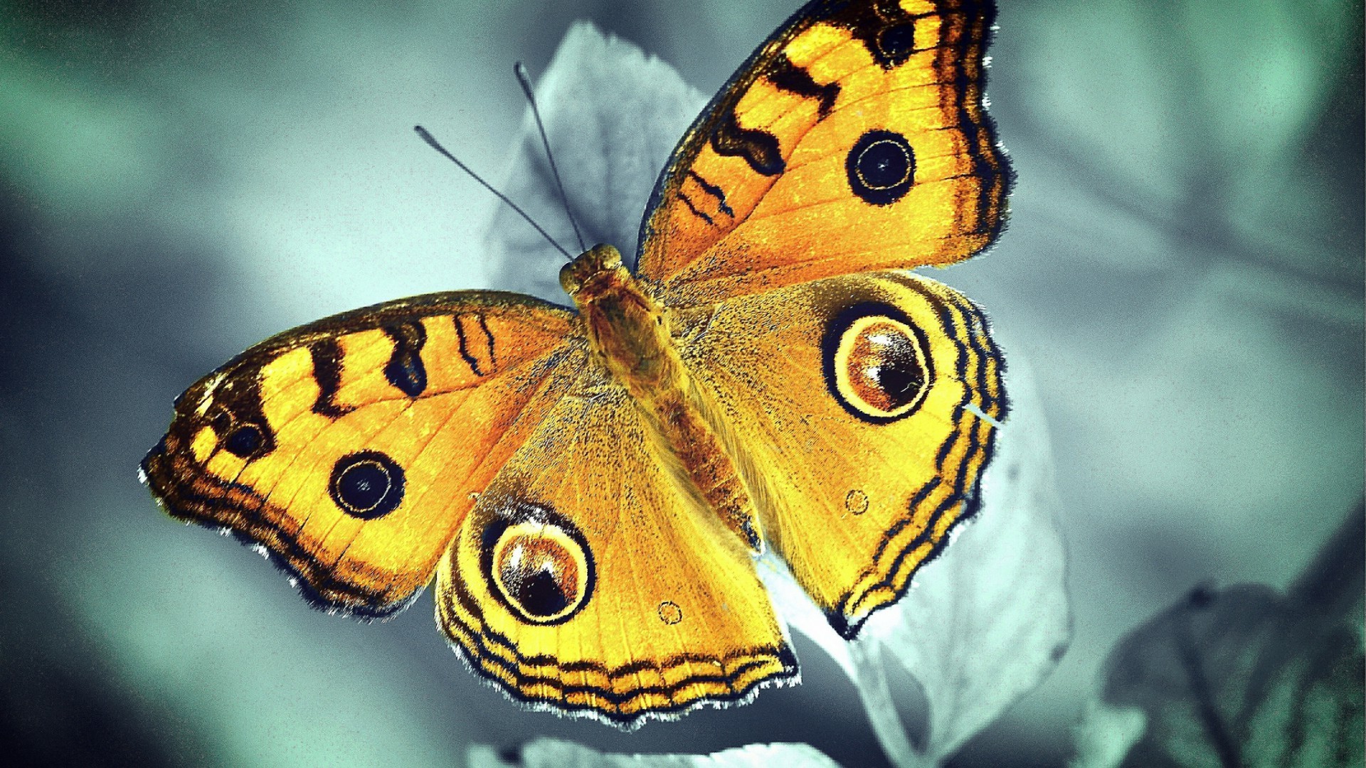 butterfly insect nature invertebrate wildlife animal wing monarch outdoors lepidoptera moth color summer biology garden wild fly beautiful