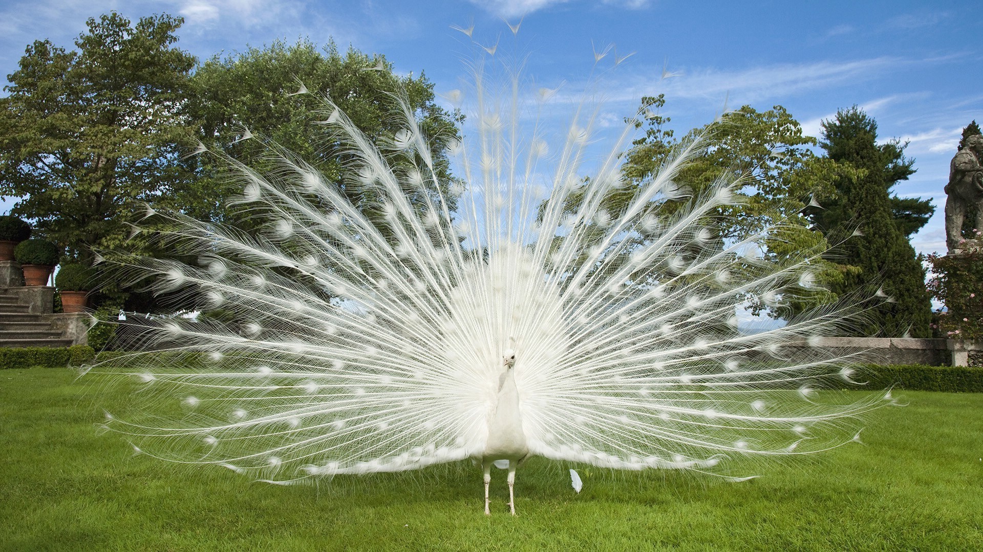 nature grass park outdoors beautiful summer garden bright sky flora lawn