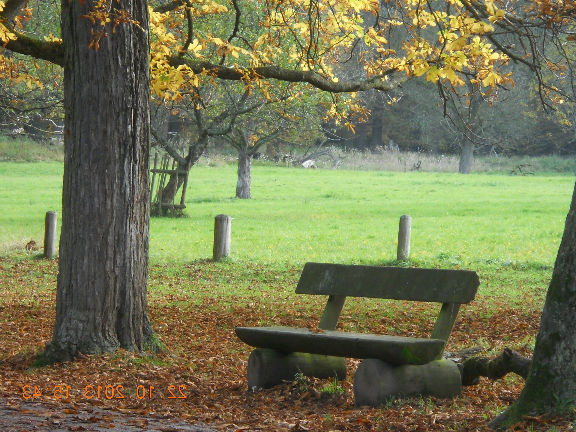 fall tree bench wood leaf park season landscape nature outdoors maple seat garden grass scenic placid environment daylight color