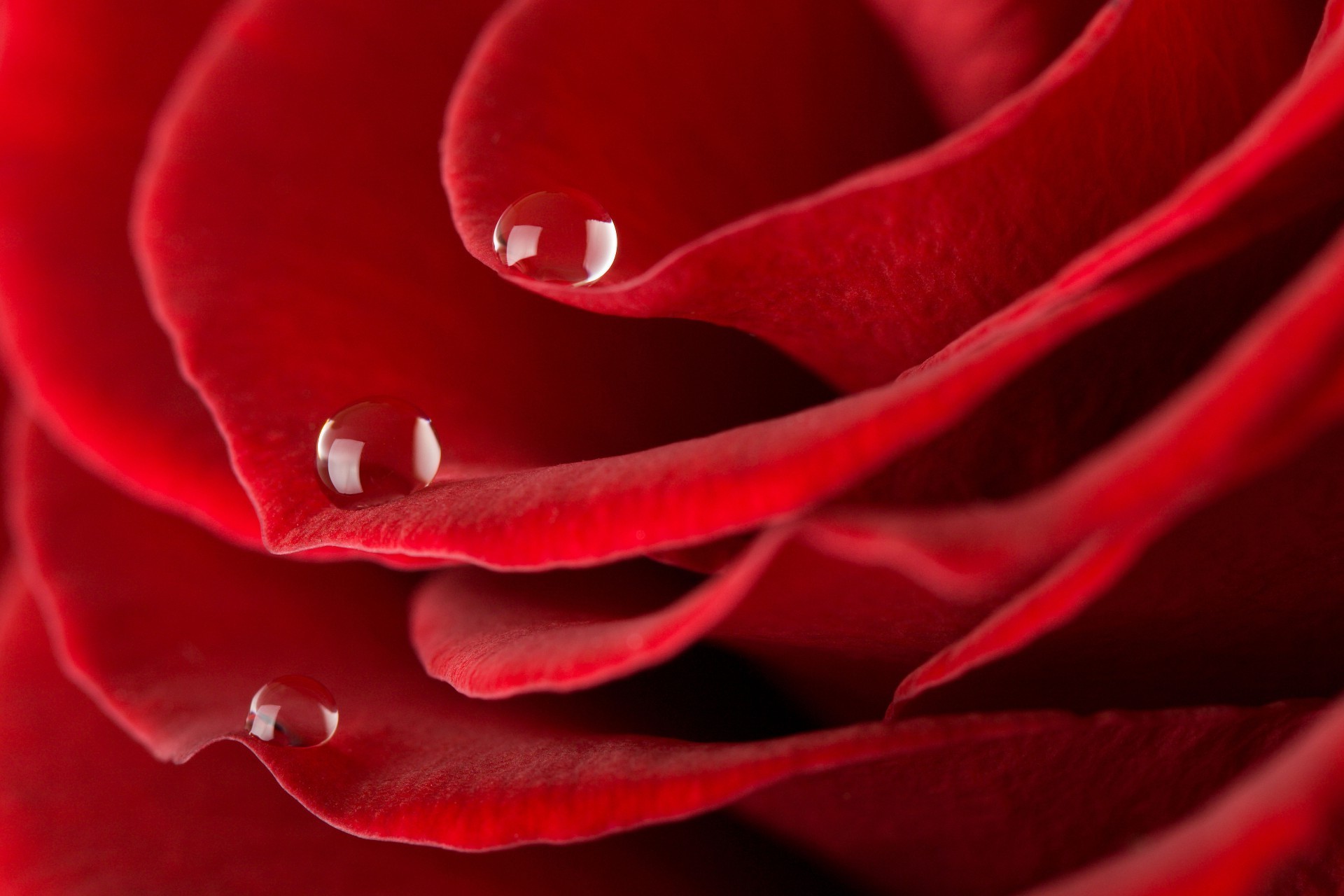 rose love romance flower petal romantic blooming delicate anniversary botanical nature flora gift beautiful garden color affection dew floral