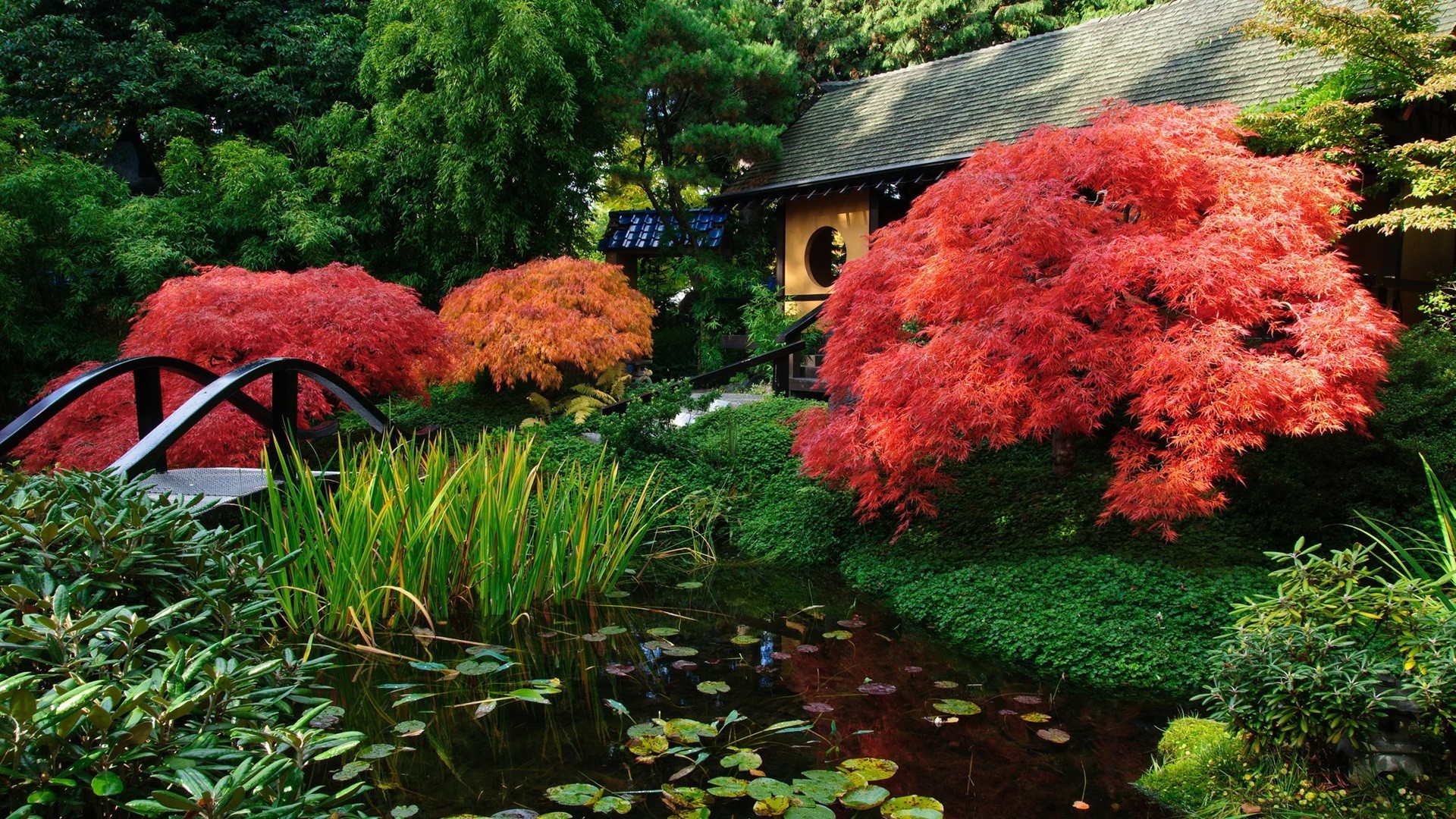 leaf garden tree fall park wood nature outdoors flower landscape season