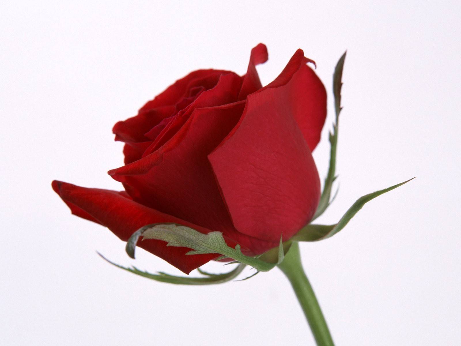 flower rose love romance nature floral wedding gift petal flora anniversary bouquet leaf bud romantic color summer blooming birthday