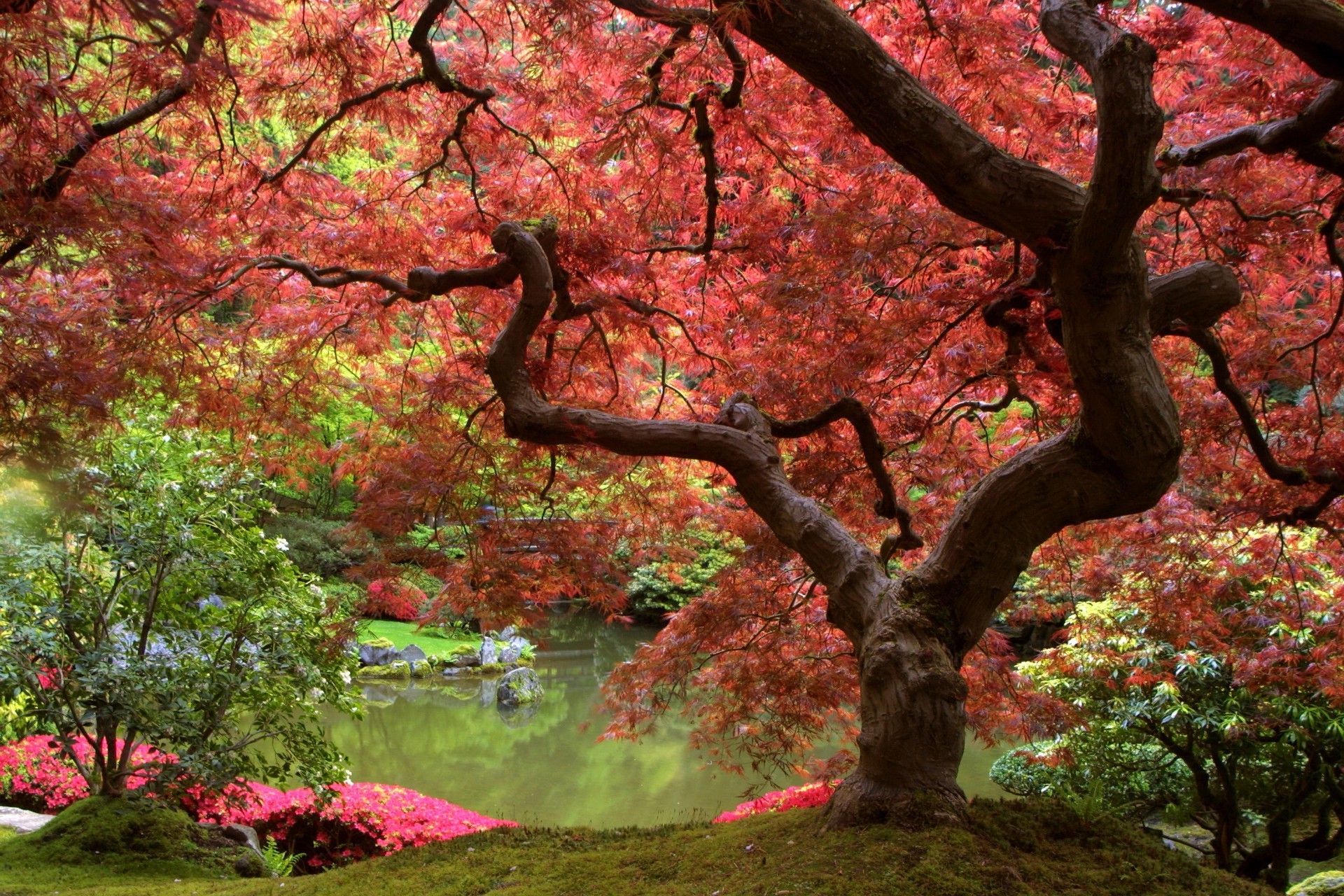 tree leaf fall park maple branch nature season landscape wood garden outdoors color flower flora environment scenic