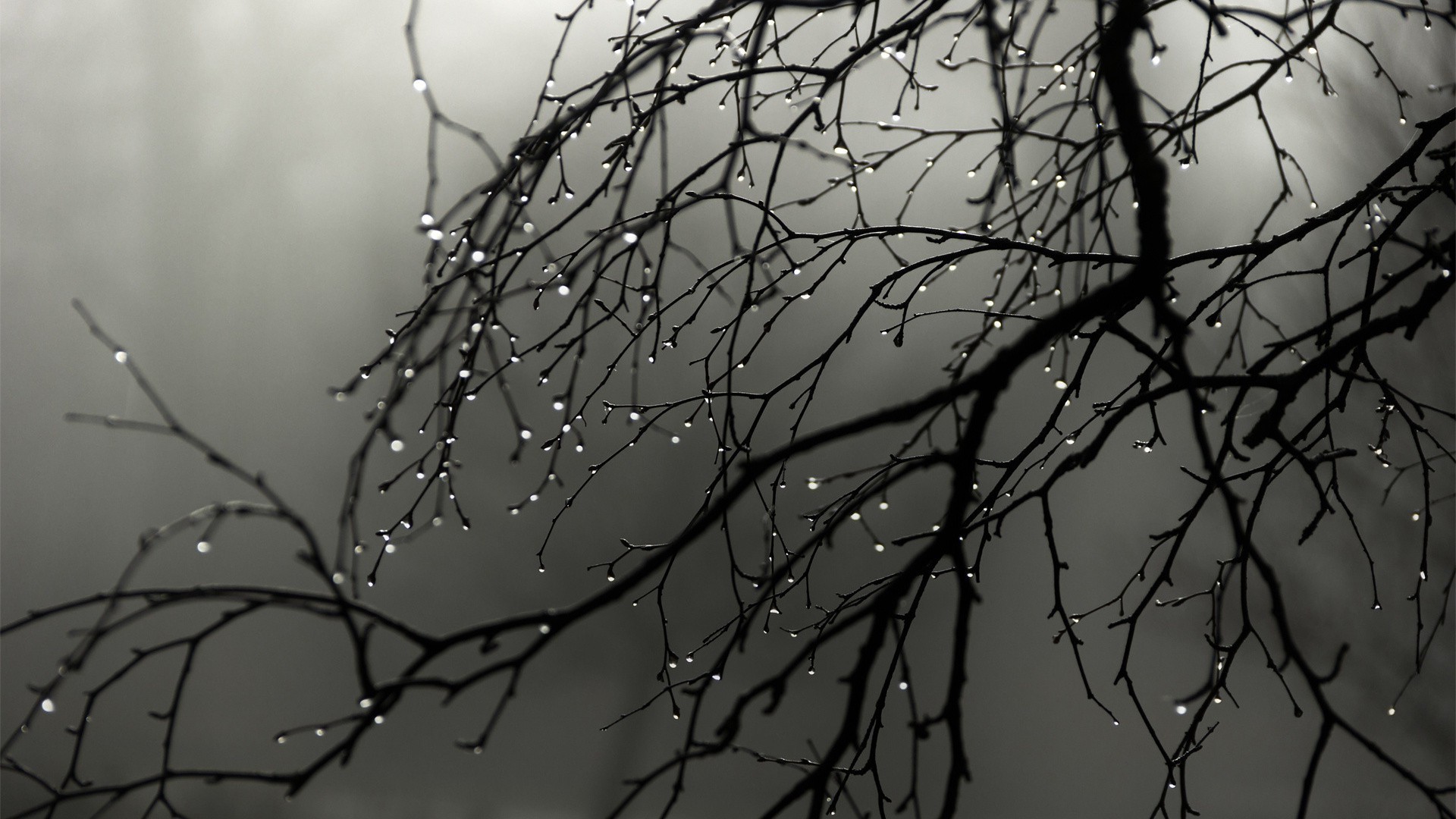 monochrome winter dawn nature tree snow spider abstract dof bird desktop rain light branch cold dew sky fall silhouette