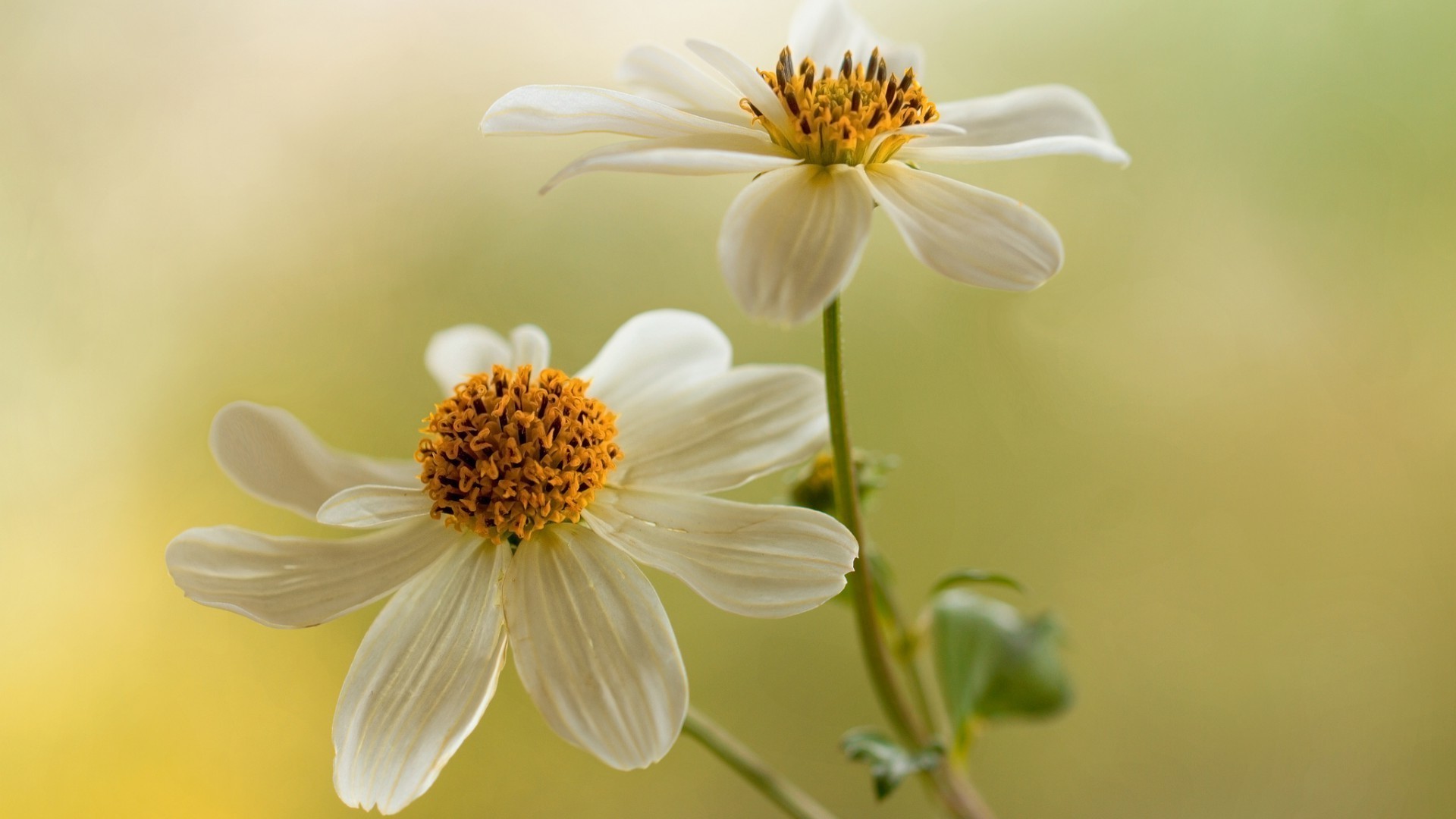 nature flower flora summer leaf garden floral growth bright petal