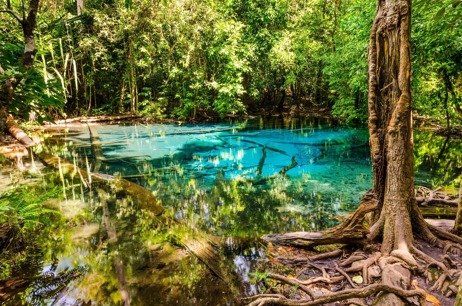 water wood nature tree leaf summer travel tropical landscape park river flora beautiful outdoors environment jungle scenic lake reflection