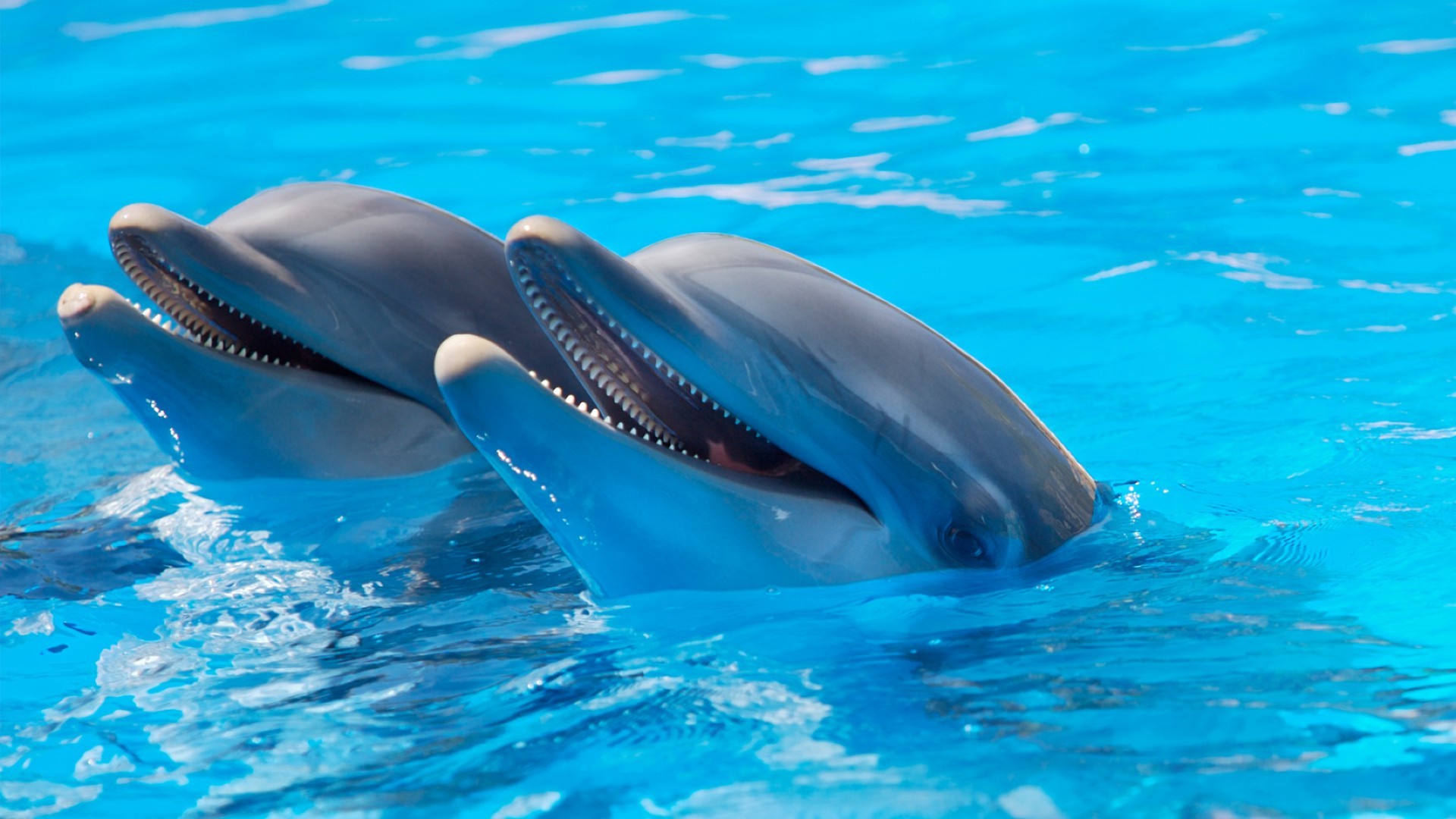 dolphin swimming underwater water blower fish diving whale ocean pool sea outdoors