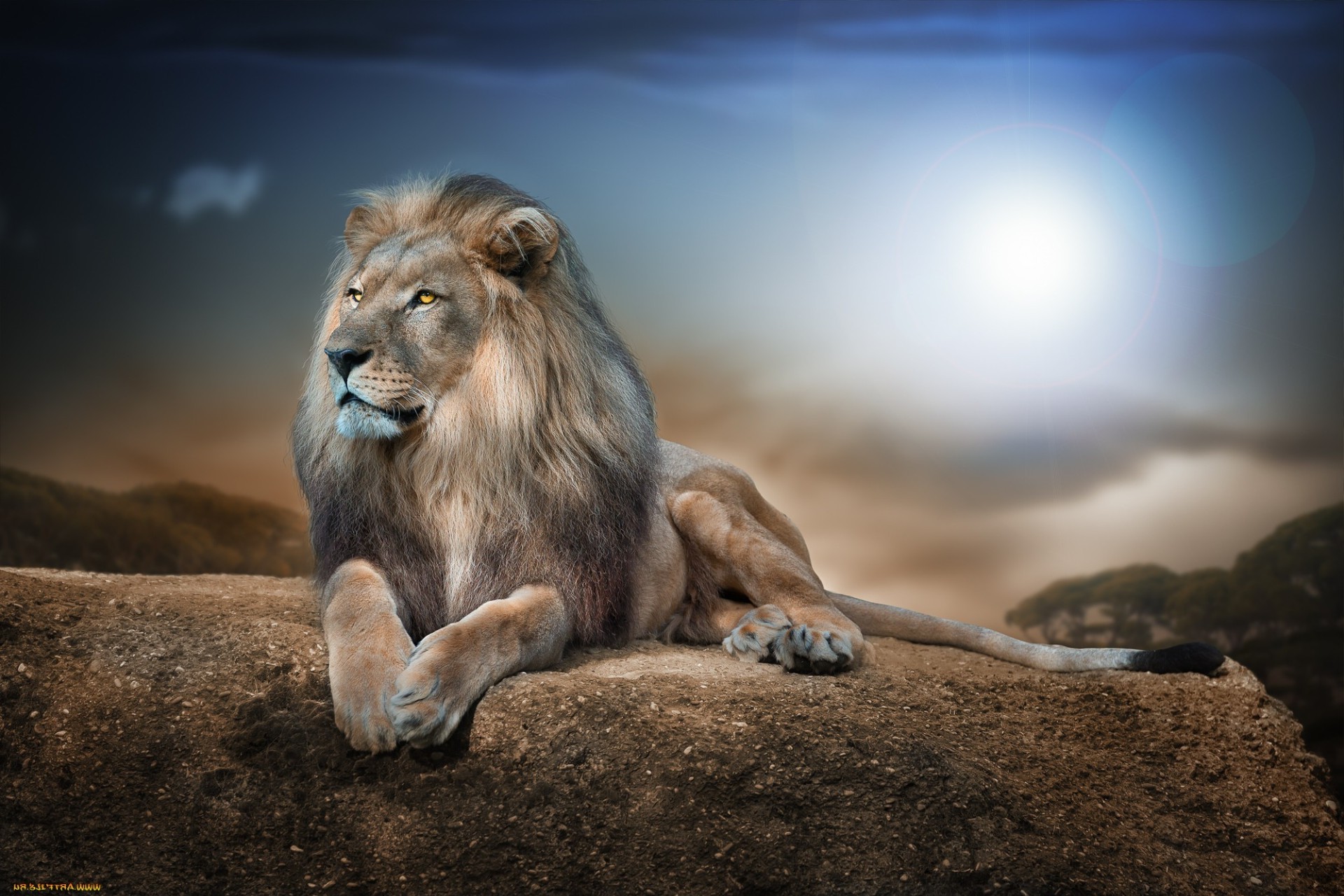 mammal lion wildlife