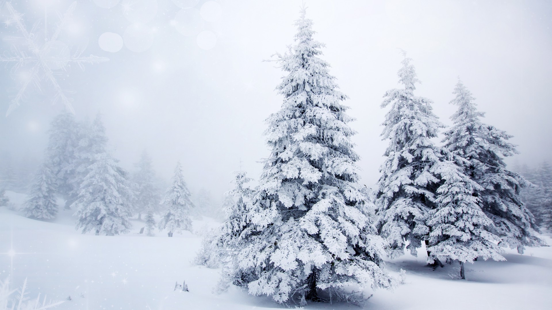 snow winter frost cold frozen ice wood tree weather season christmas pine snowy frosty snowstorm fir landscape spruce