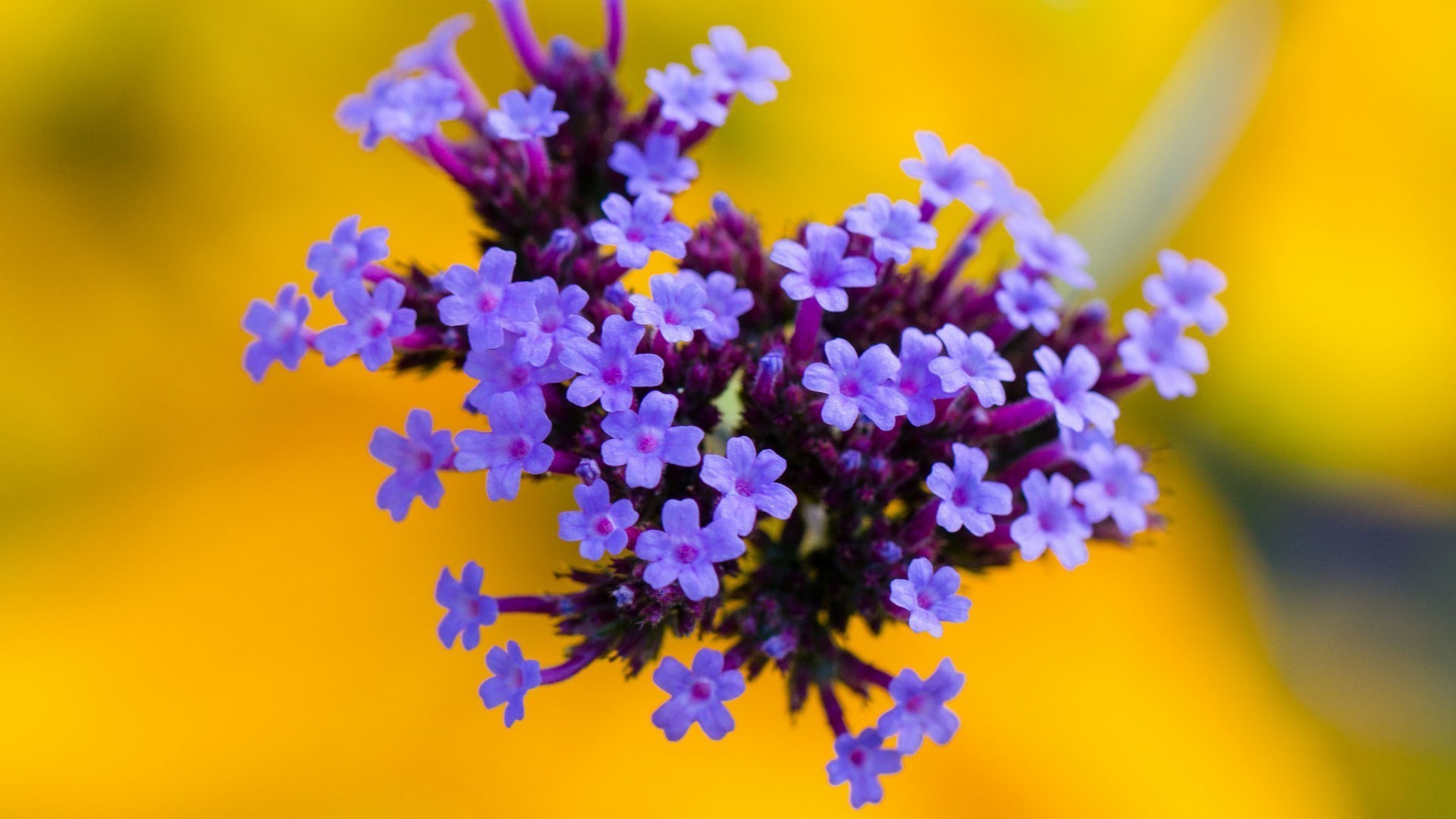 flower nature flora floral blur garden summer leaf color blooming