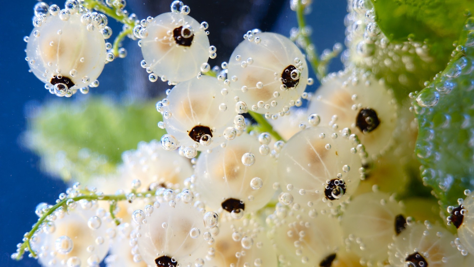 nature flower rain drop decoration dew water summer