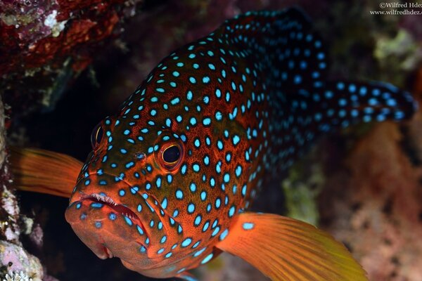 Beautiful spotted fish in the aquarium