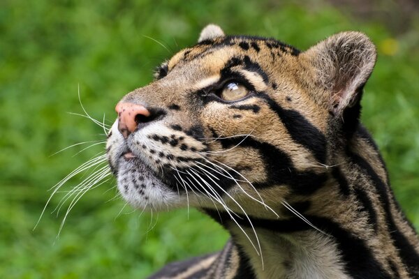 Big cats with black lines