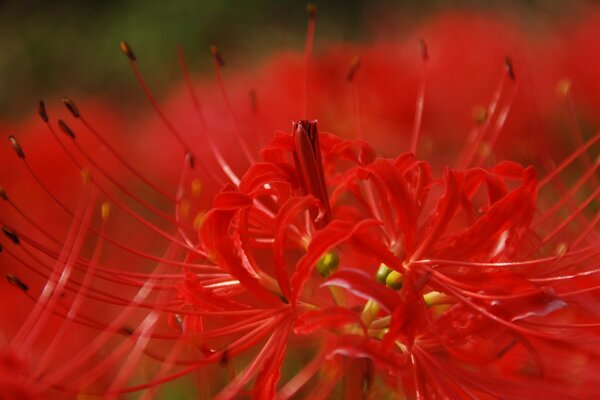 Colorful flower petals in macro photography