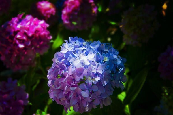 When nature plays with flowers