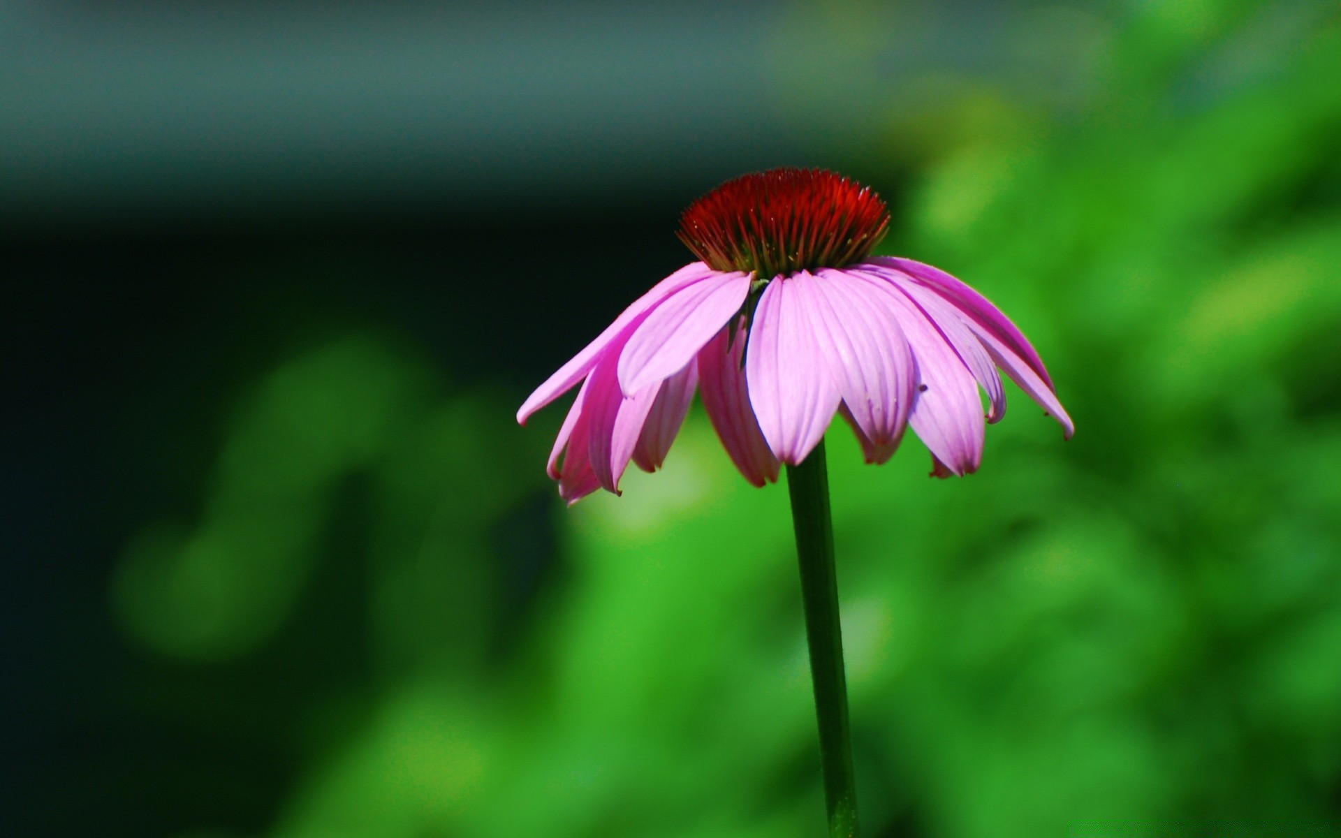 flowers nature summer flower flora leaf outdoors