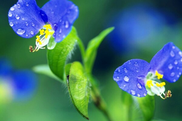 Blue flowers on a blurry background