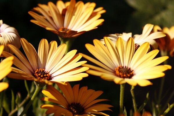 Beautiful nature, beautiful flowers