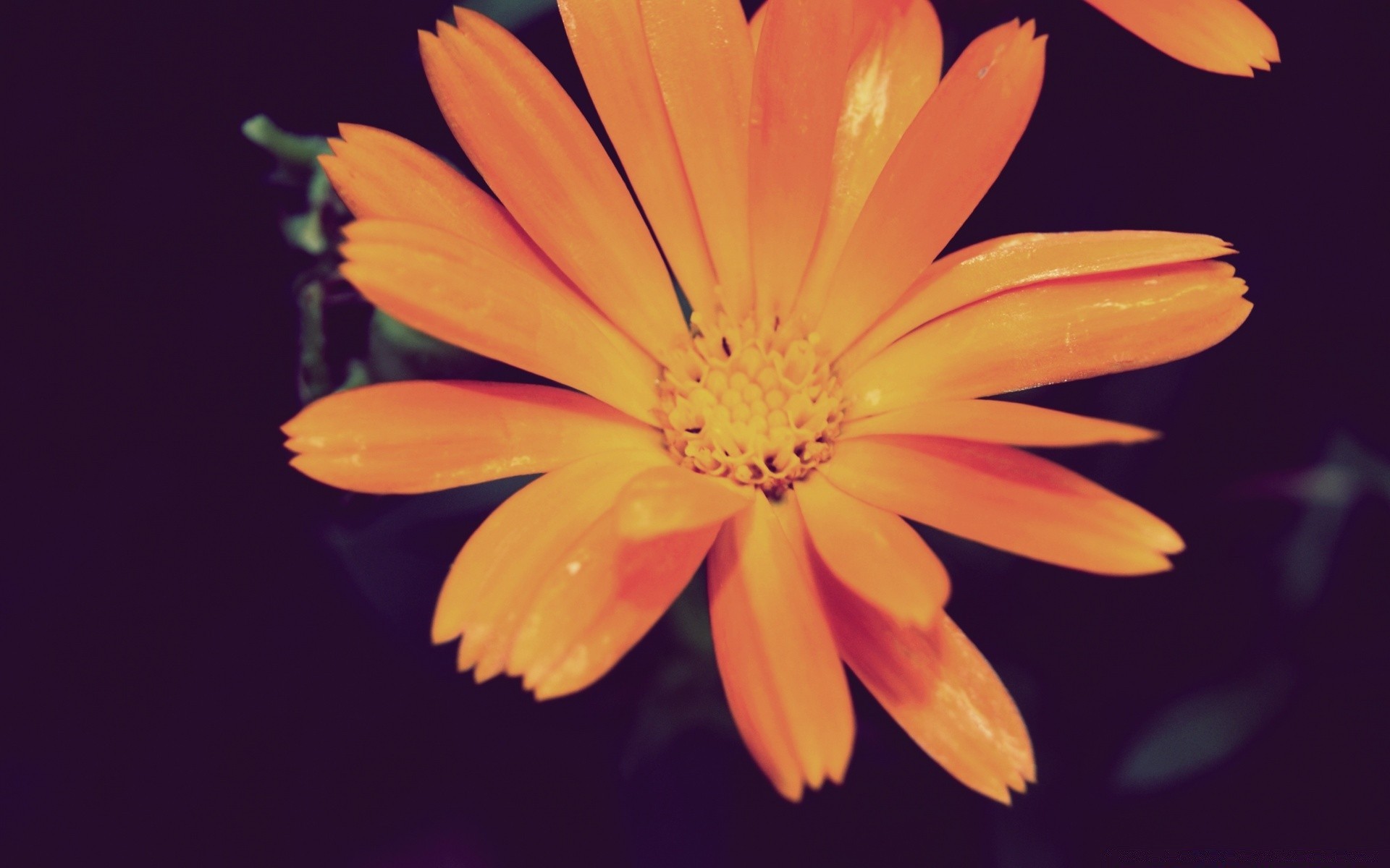 flowers flower nature flora petal summer color