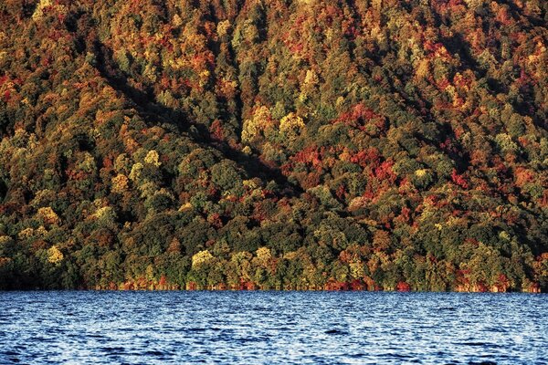 Autumn forest and blue river